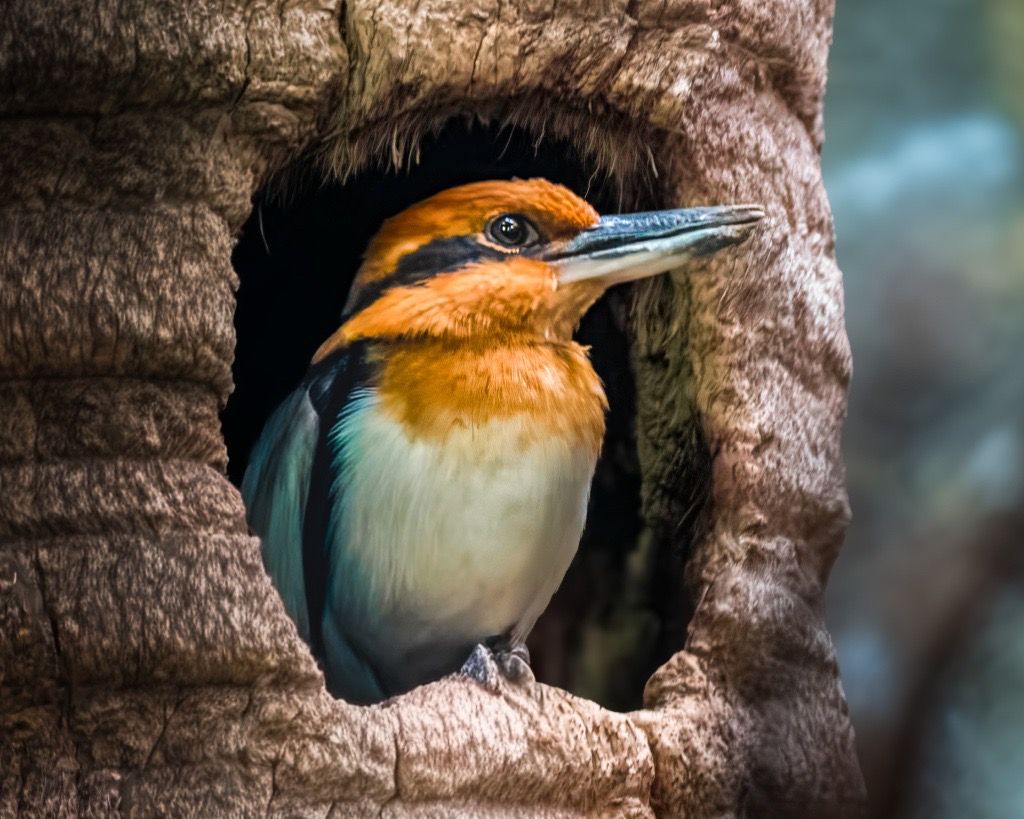 Guam Kingfisher