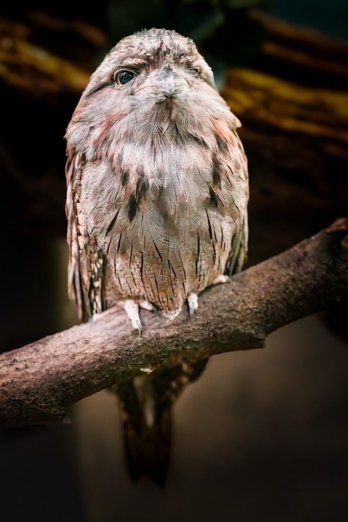 Tawny Frogmouth