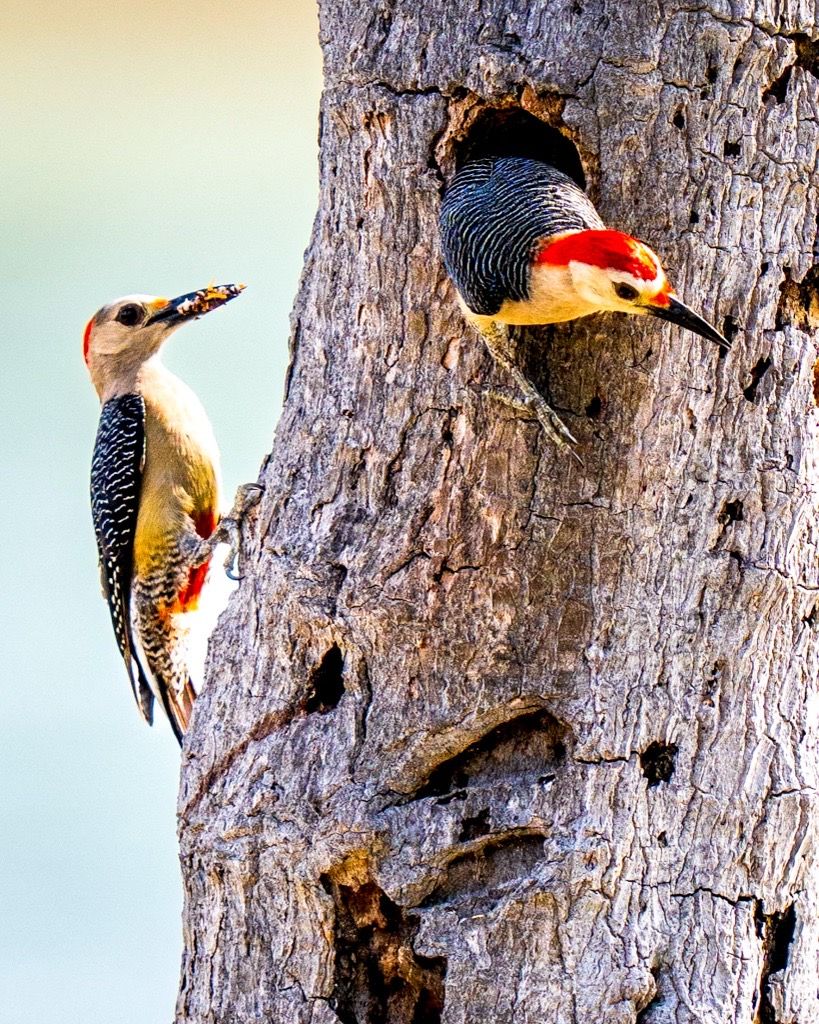 Golden-fronted Woodpeckers, Mexico