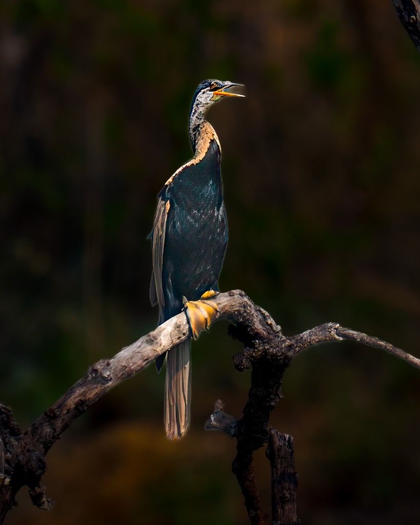 Anhinga, Tadoba, India