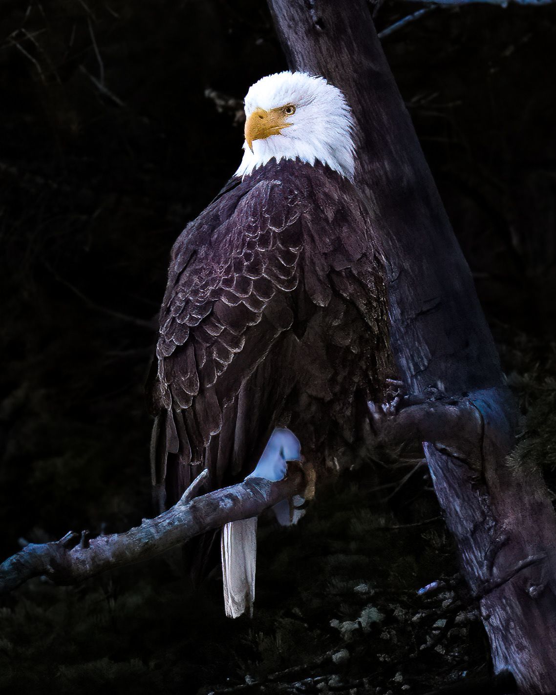 Bald Eagle, Montana