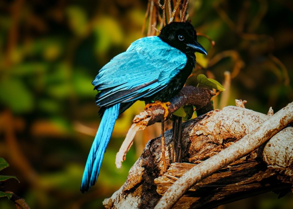 Yucatan Jay, Mexico