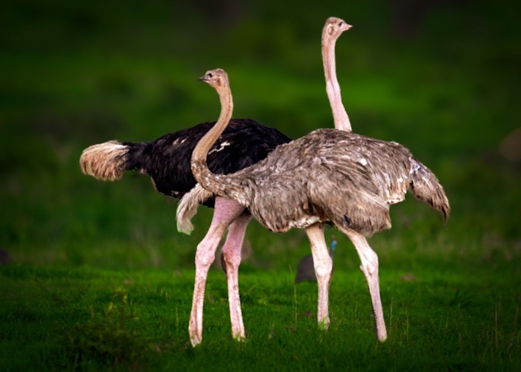 Male and Female Ostrich, Tanzania
