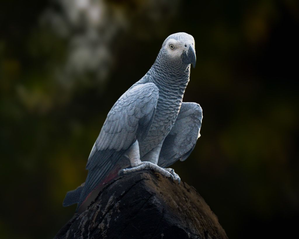 African Grey Parrot