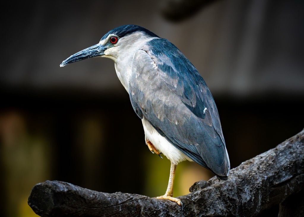 Black-crowned Night Heron, India
