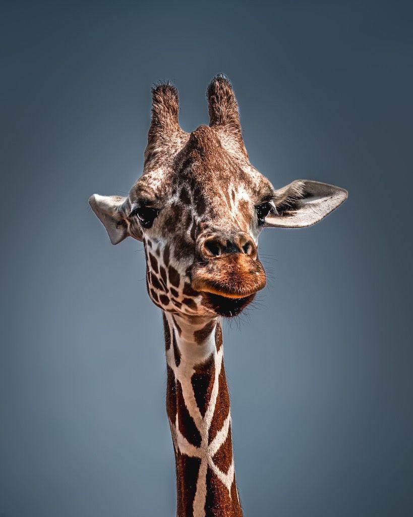 Giraffe, Serengeti, Tanzania