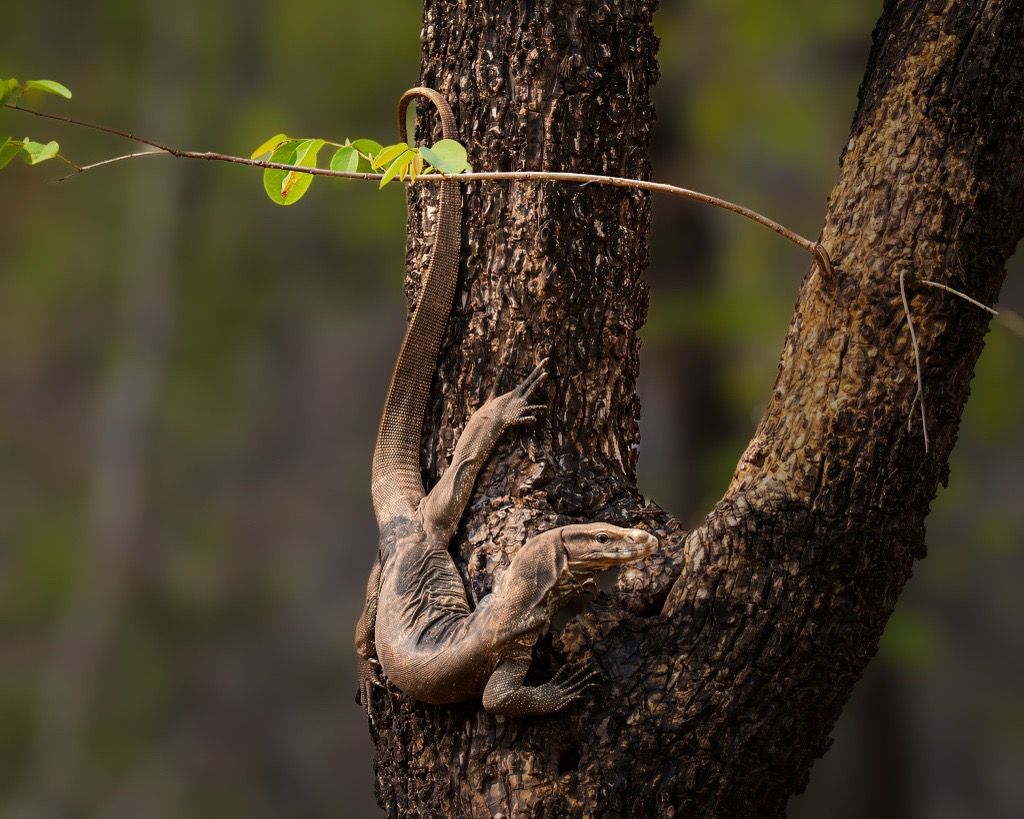 Monitor Lizard, India