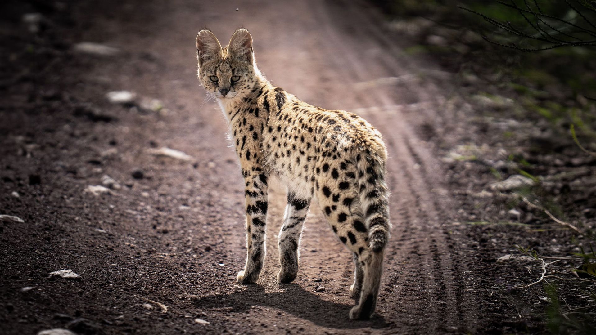 Wildlife expedition