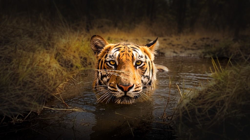 Wildlife expedition
