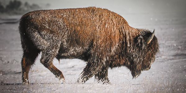 Yellowstone Field Dispatch