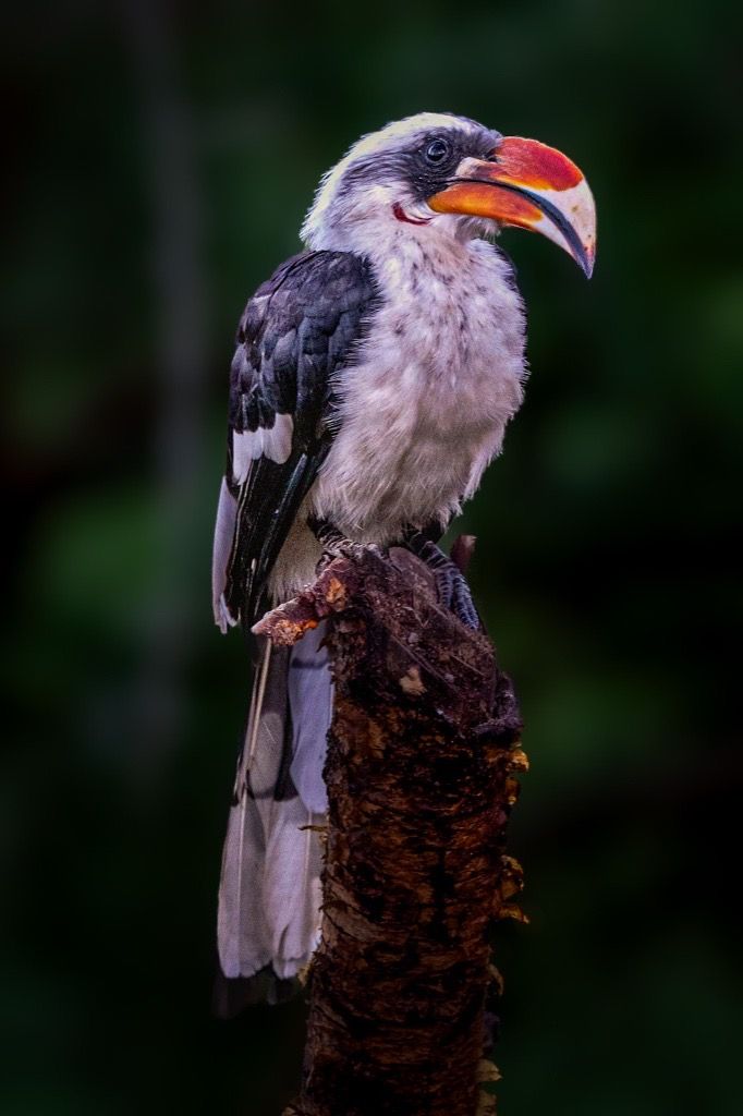 Von der Decken's Hornbill, Tanzania