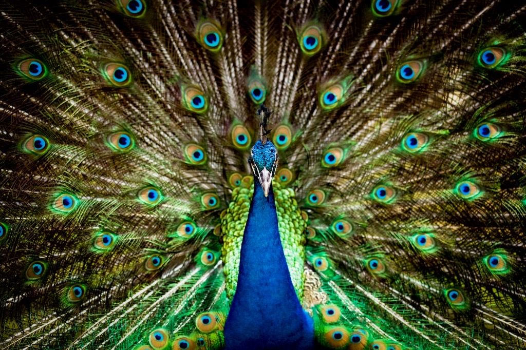 Indian Peafowl, Pench, India