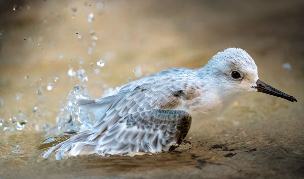 Sanderling, Delaware