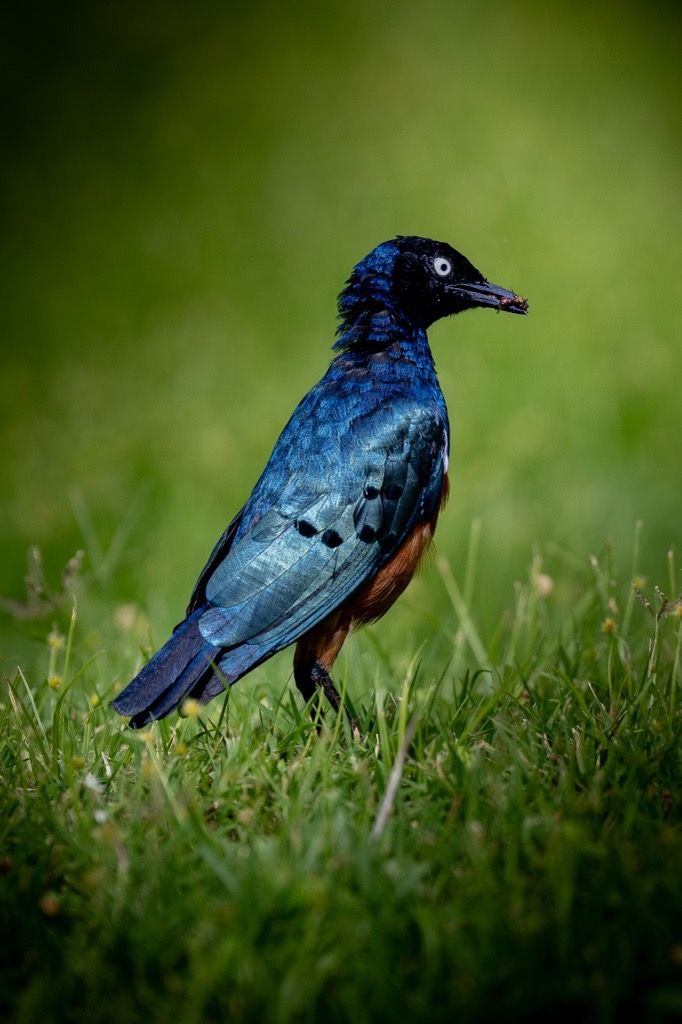 Superb Starling, Tanzania