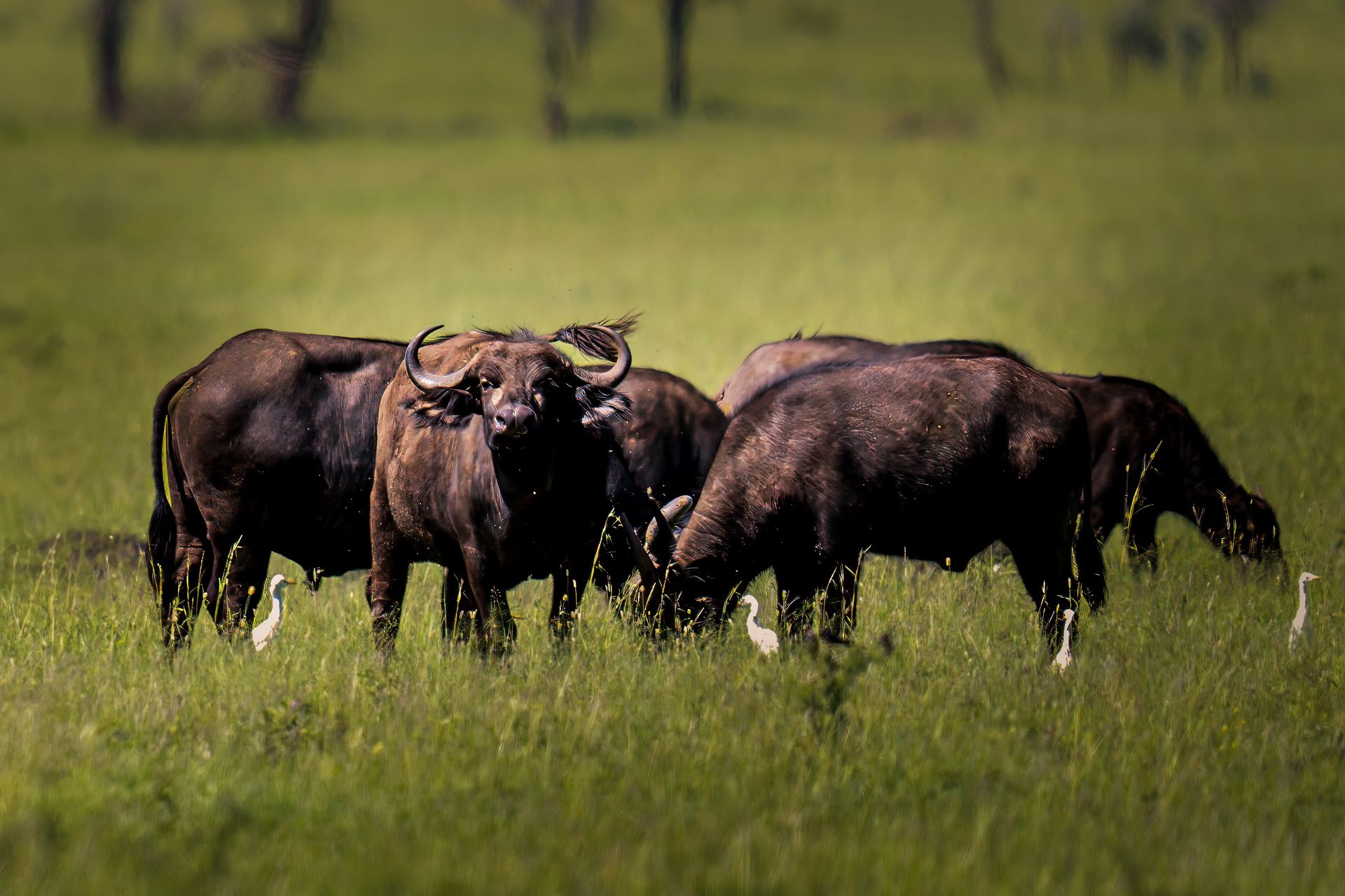 African Buffalo, Tanzania