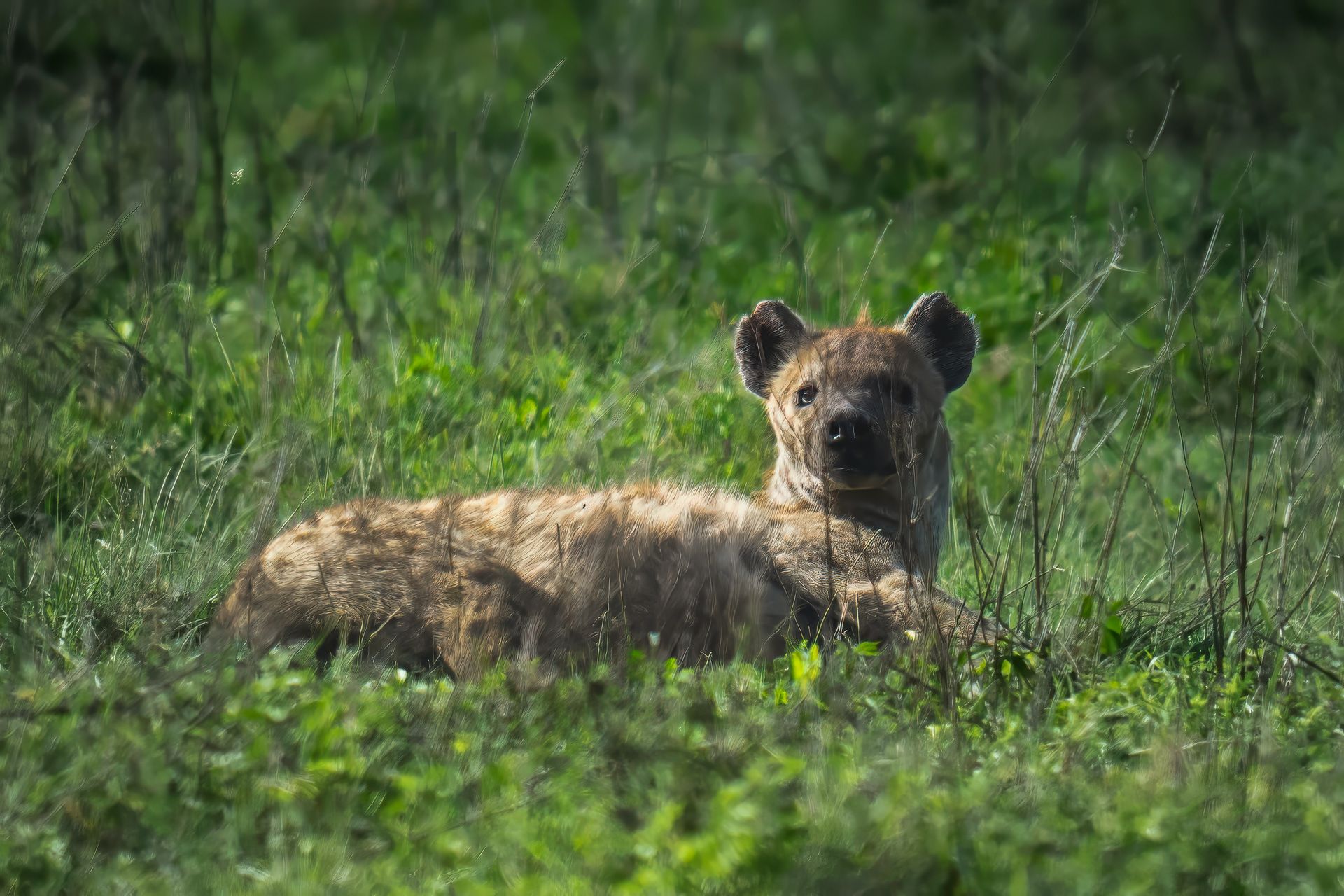 Spotted Hyena, Serengeti