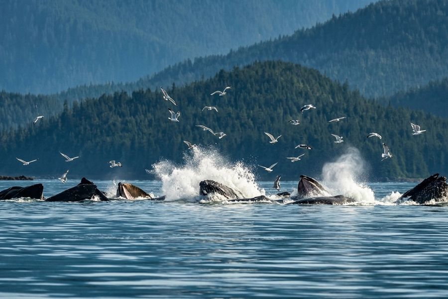 Humpback whales bubble net feeding off Juneau, Alaska