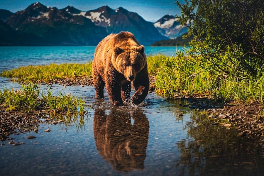 Alaskan brown bear at Lake Clark National Park, Alaska