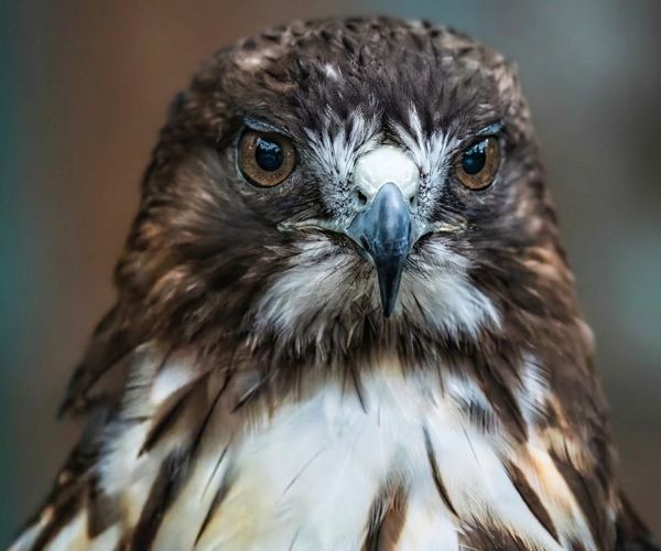 Red-tailed hawk in Ketchikan, Alaska