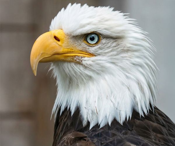 Bald eagle in Ketchikan, Alaska