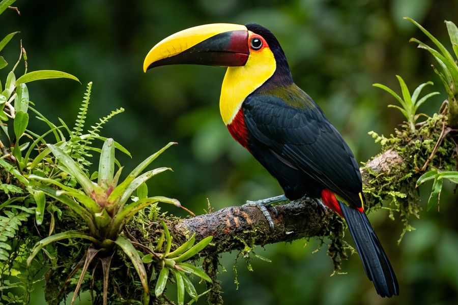 Choco Toucan, Ecuador