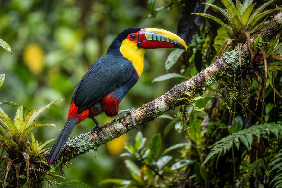 Plate-Billed Mountain Toucan, Mindo, Ecuador