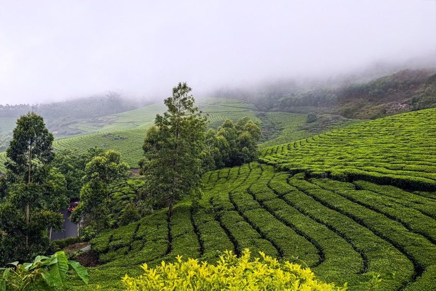 Tea estates of Munnar, Kerala, India