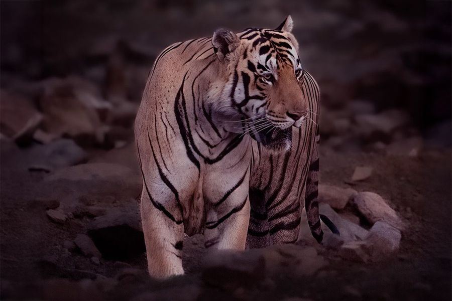 Bengal tigress called Mama in Tadoba Tiger Reserve, Maharashtra, India