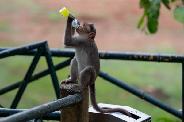 Bonnet Macaque, South India