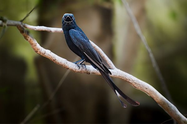 Black Drongo, India