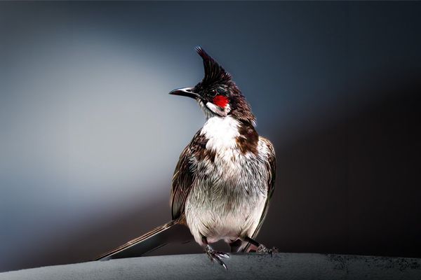 Red-Whiskered Bulbul, India