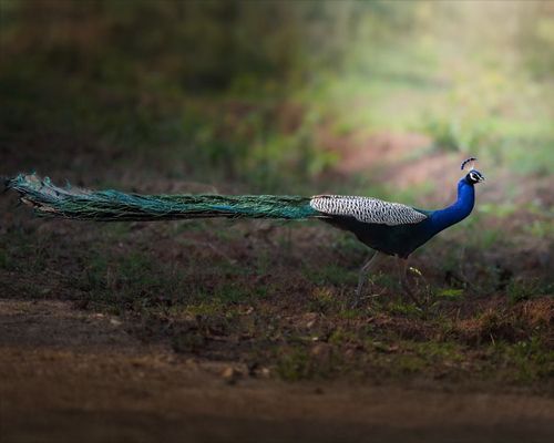 Indian Peafowl — peacock — India