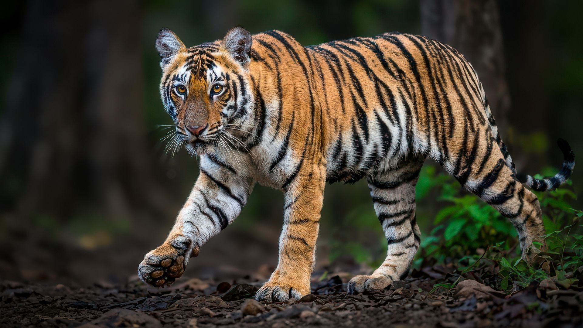 Bengal tiger in Pench National Park, Maharashtra, India