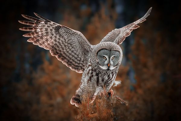 Great Grey Owl, Yellowstone National Park