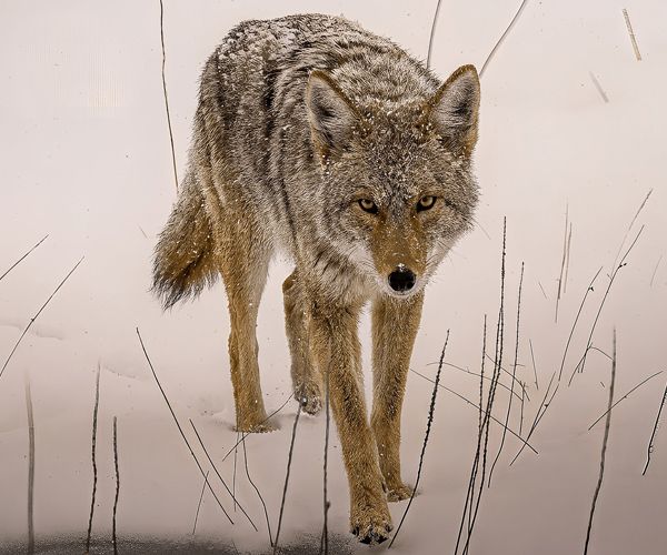 Coyote, Yellowstone National Park