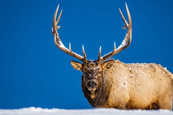 Rare elk in Yellowstone National Park in winter