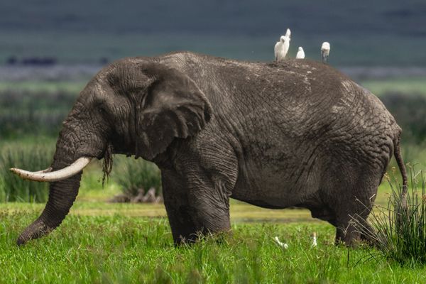 Elephant on the Serengeti, Tanzania