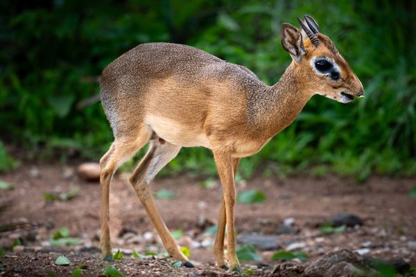 Dik-dik antelope, Tanzania