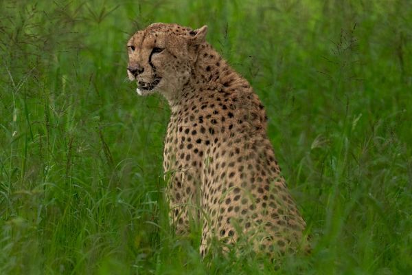 Cheetah, Tanzania