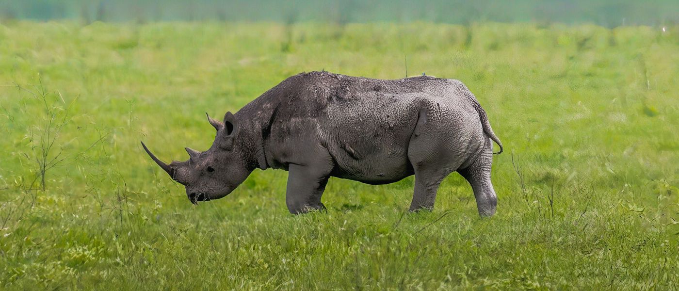 Black Rhino, Ngorongoro, Tanzania