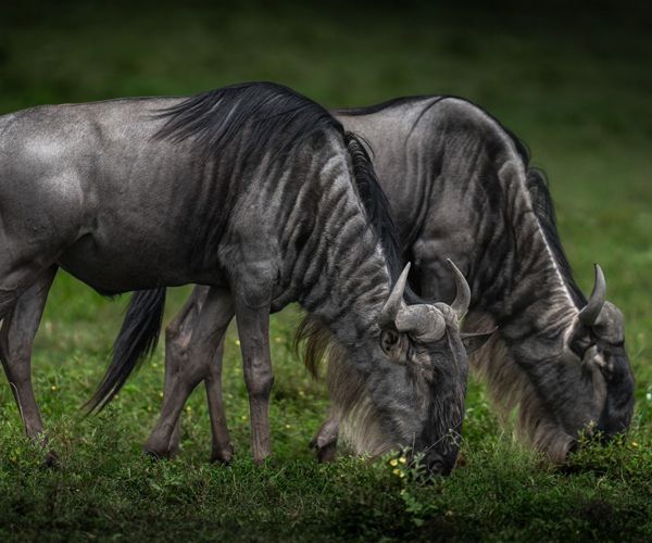 Wildebeest, Serengeti, Tanzania