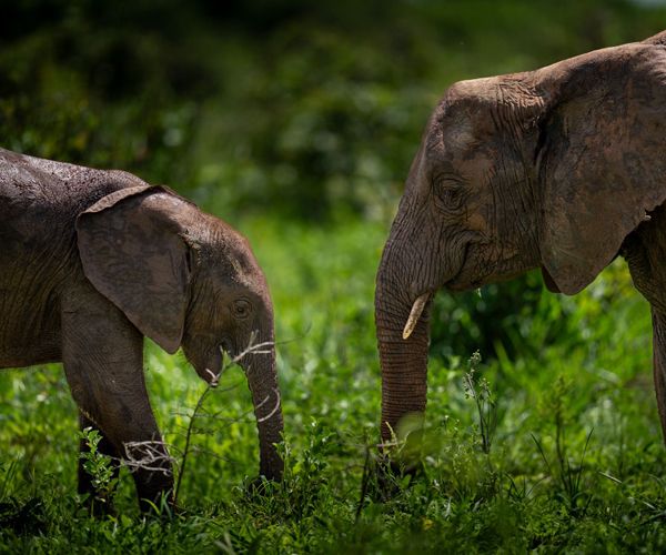 Two brother elephants, Tanzania