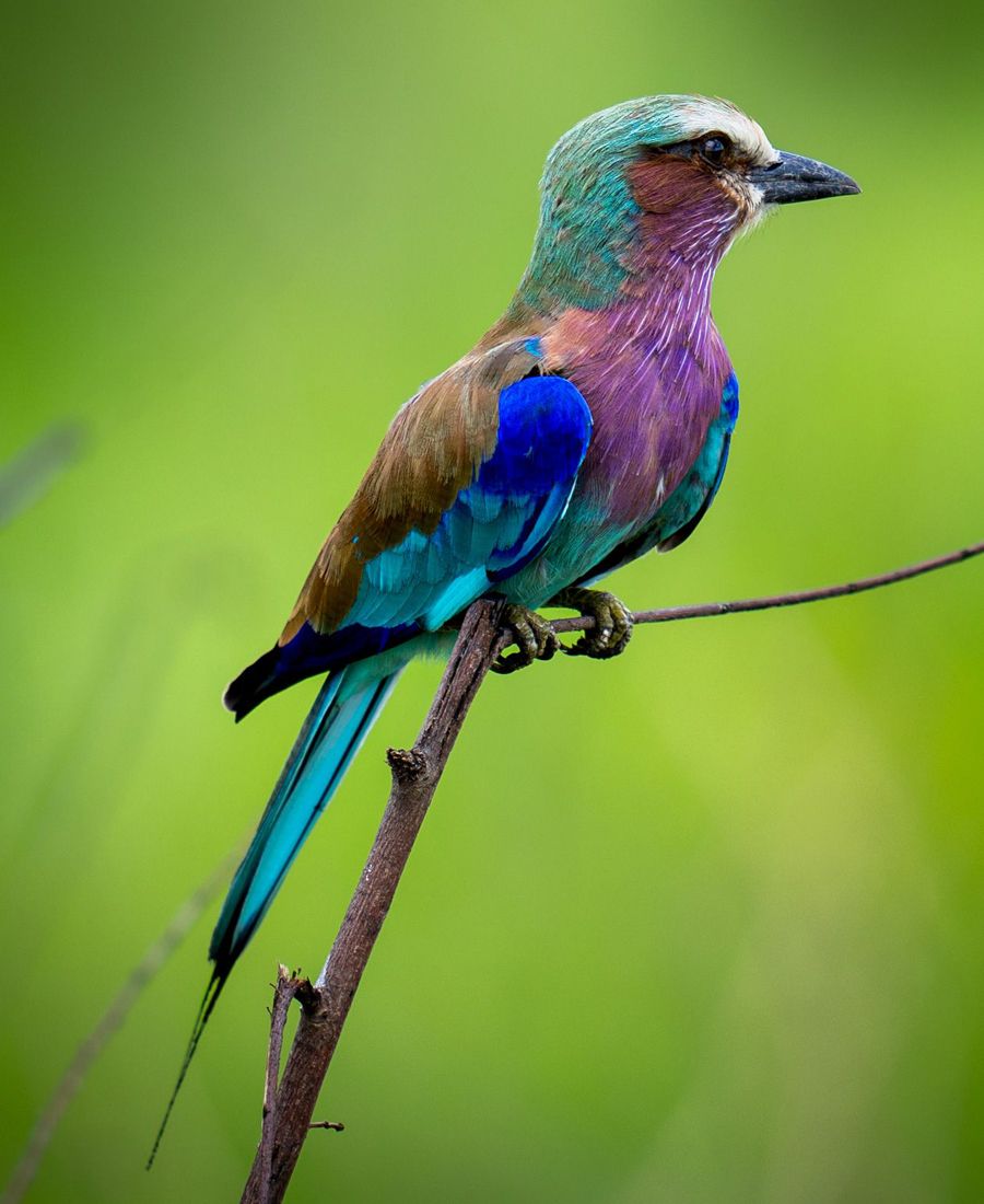 Lilac-Breasted Roller, Tanzania