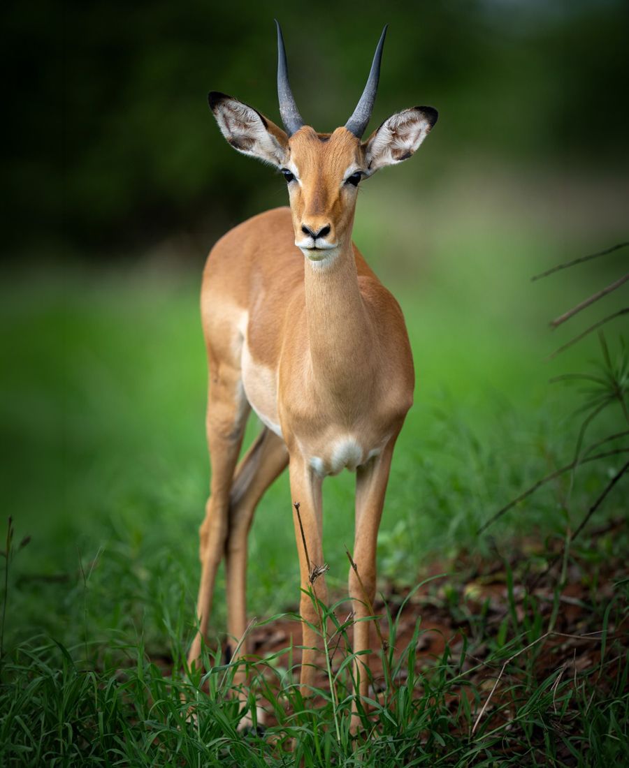 Impala in Tanzania