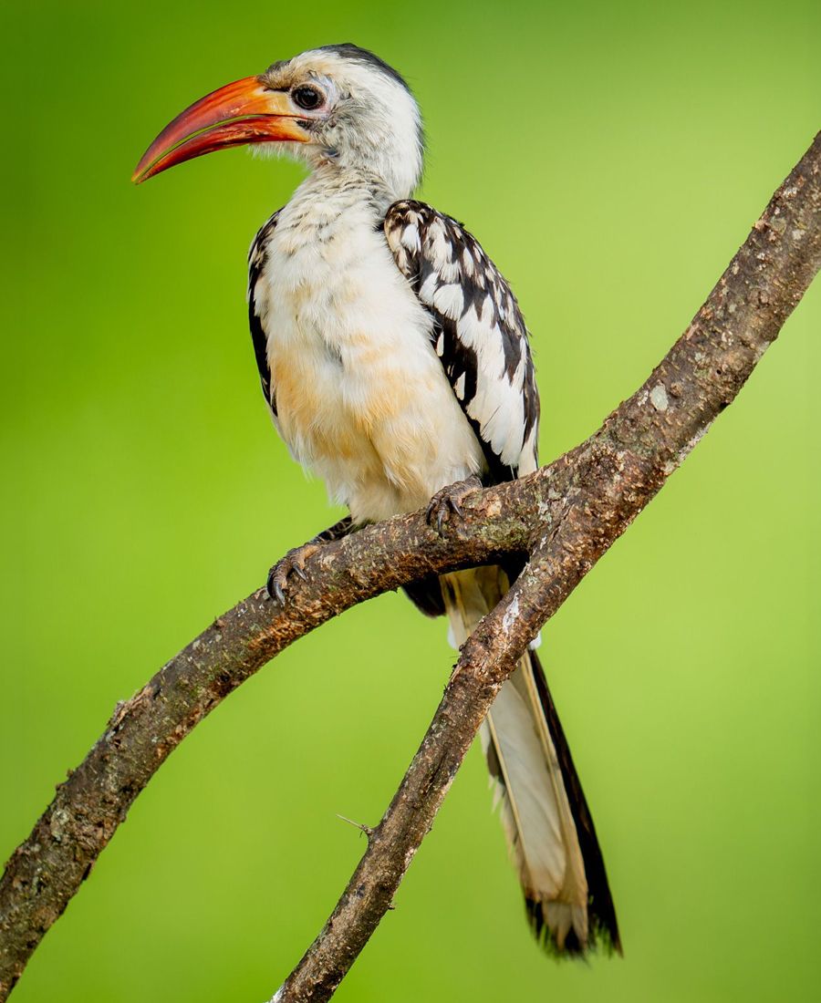 Red-Billed Hornbill, Tanzania