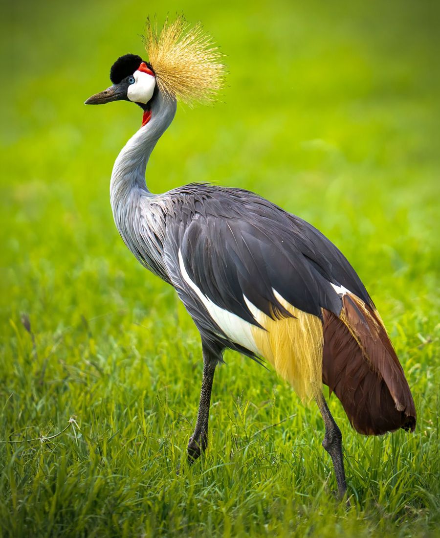 Grey Crowned Crane, Tanzania