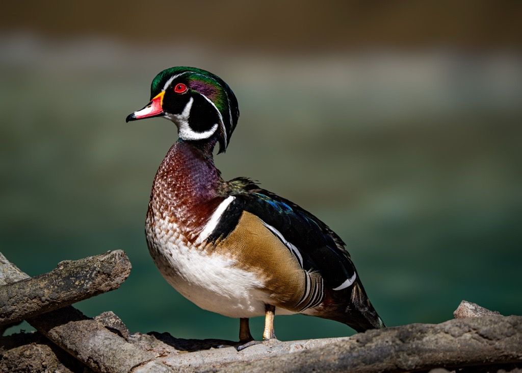 Wood Duck, Washington