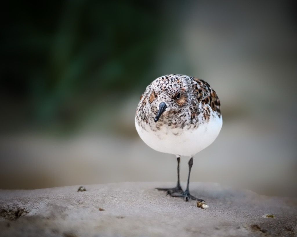 Sanderling, Delaware