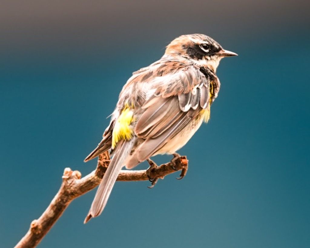 Yellow-rumped Warbler, Chicago