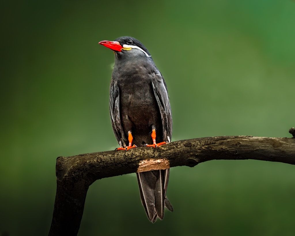 Inca Tern, Ecuador